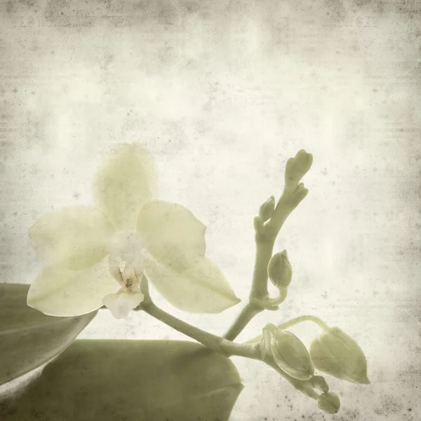 Textured Old Paper Background Small Yellow Phalaenopsis Orchid — Stock Photo, Image