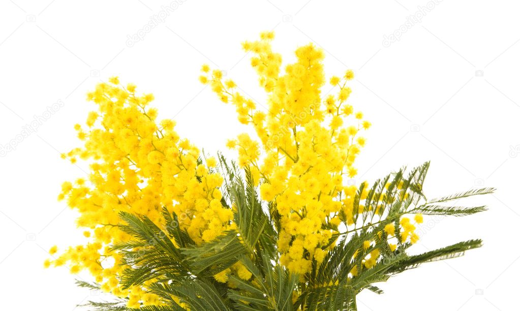 mazzo di mimose da scaricare
