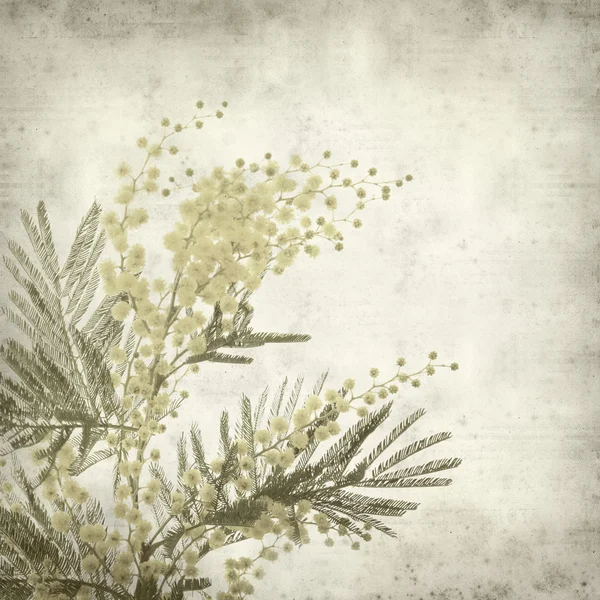 Textured Old Paper Background Fluffy Yellow Mimosa Flowers — Stock Photo, Image