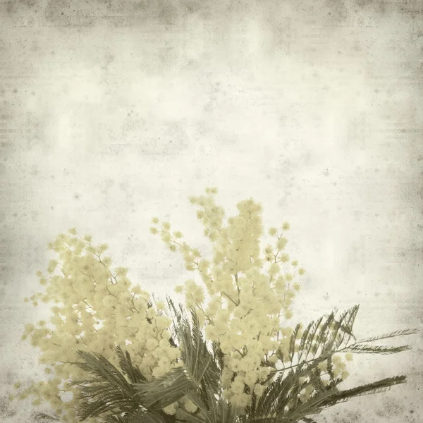 둥근 무성 한 노란 미모사 플로리다와 오래 된 종이 배경 질감 — 스톡 사진