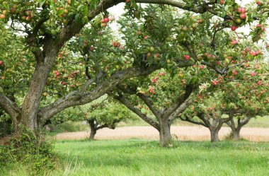 Apple orchard background clipart