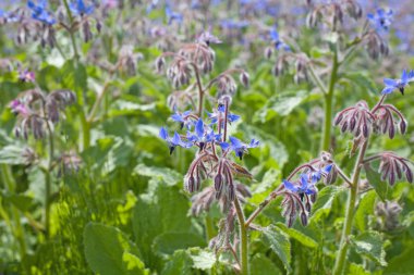 Çiçekli hodan (borago officinalis)