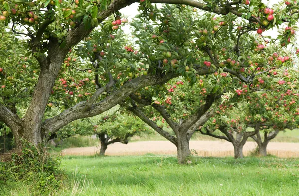 Apple Orchard Bakgrund — Stockfoto