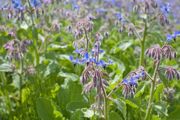 stock image Flowering borage (borago officinalis)