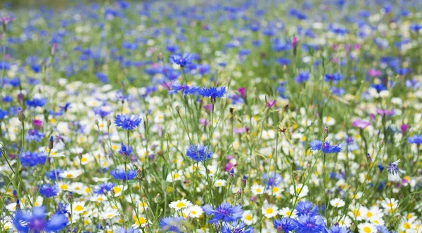 Summer meadow background — Stock Photo, Image