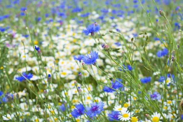 Summer Meadow Background — Stock Photo, Image
