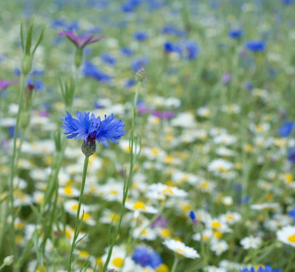 コーンフラワーと夏の牧草地の背景 — ストック写真