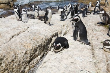 Afrika penguen kolonisi