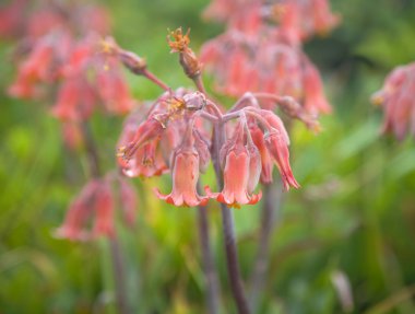 Çiçekli Cotyledon orbiculata (domuz kulak bitki)