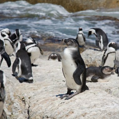 Youngster. African Penguins (Spheniscus demersus), also known as clipart