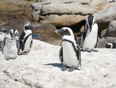 Afrika Pengueni (Spheniscus demersus)