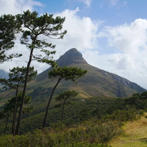 Aslan'ın baş pik, olarak sinyal Hill görüldü. Masa Dağı Milli Parkı, dağ, cape town, Güney Afrika bir parçası