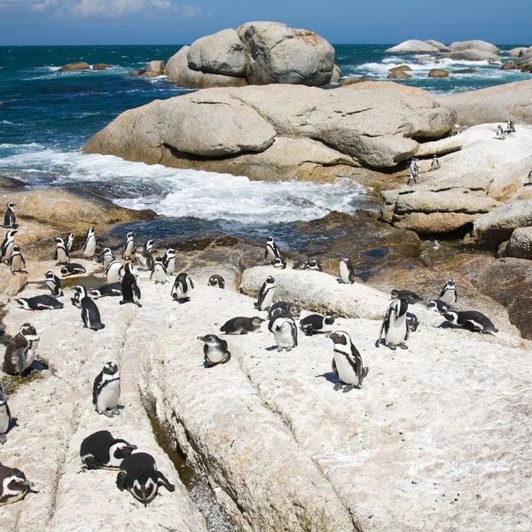 Colony African Penguins Natural Resort Boulders South Africa — Stock Photo, Image