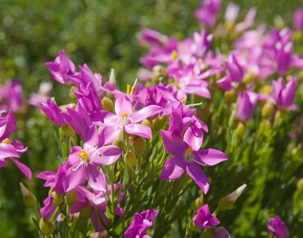 Orphium frutescens （海ローズ、粘着性の花、teringbos の開花 — ストック写真