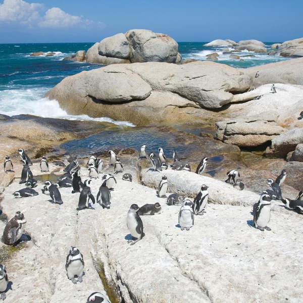 Colony African Penguins Natural Resort Boulders South Africa — Stock Photo, Image