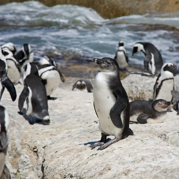 Youngster. African Penguins (Spheniscus demersus), also known as — Stock Photo, Image