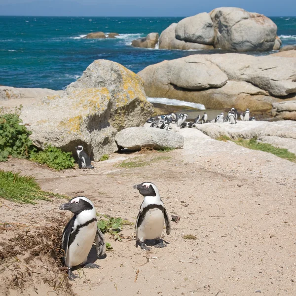 Colony of african penguins — Stock Photo, Image
