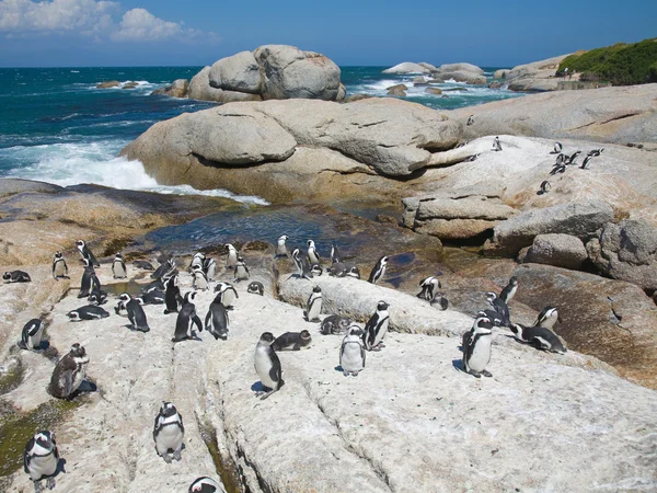 Colony of african penguins — Stock Photo, Image