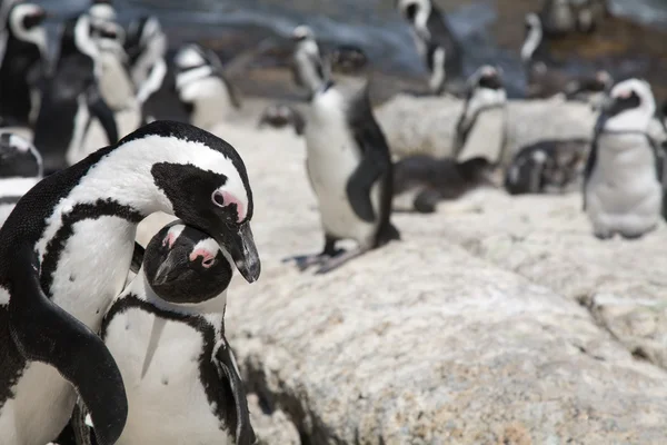African Penguin — Stock Photo, Image