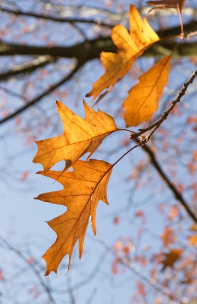 Shumard Oak Autumn Foliage — Stock Photo, Image
