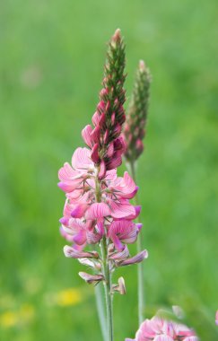 Flowers of the field clipart