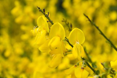 Çiçek açan ortak süpürge (Cytisus scoparius)