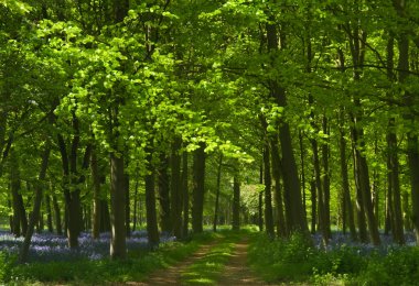 Path in bluebell forest clipart