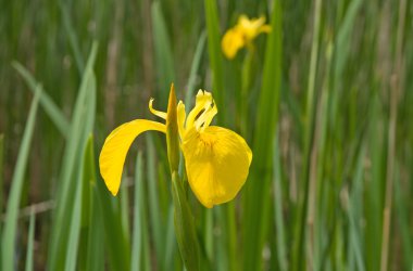 Iris pseudacorus (sarı bayrak Iris)