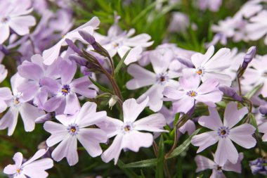 Çiçekli sürünen Phlox (Phlox subulata)