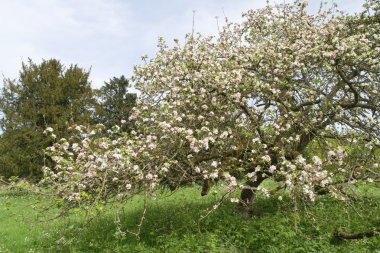 yaşlı elma ağacı