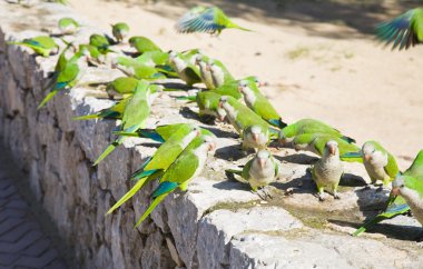 Group of feral Monk Parakeets, (Quaker Parrot, Myiopsitta monachus) feeding in the park in Santa Ponsa, Mallorca, Spain - motion blur to flying bird clipart
