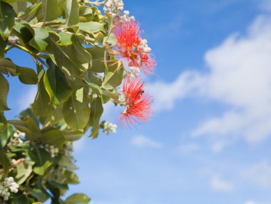 Çiçekli Callistemon (bottlebrush bitki)