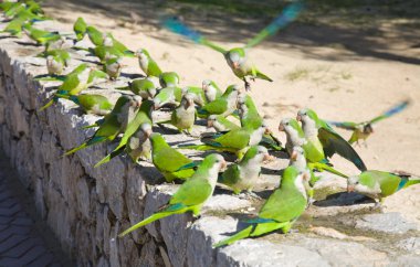 grup vahşi keşiş parakeets, (quaker papağan, myiopsitta monachus) santa ponsa, mallorca, İspanya - kuş uçmaya Hareket Bulanıklığı parkında besleme