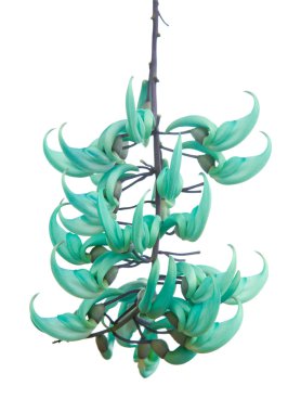 Jade vine (Strongylodon macrobotrys) clipart