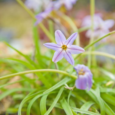 ipheion uniflorum, Bahar starflower