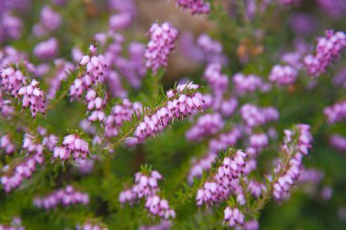 Flowering pink erica (heath) background clipart