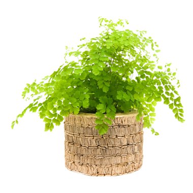 Adiantum (maidenhair) fern ,isolated on white clipart