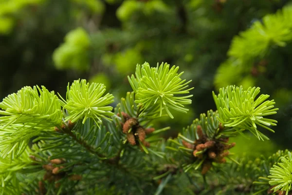 Young Fir Shoots — Stock Photo, Image
