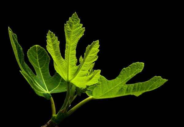 Обыкновенный инжир (Ficus carica) молодые листья, изолированные на черном — стоковое фото