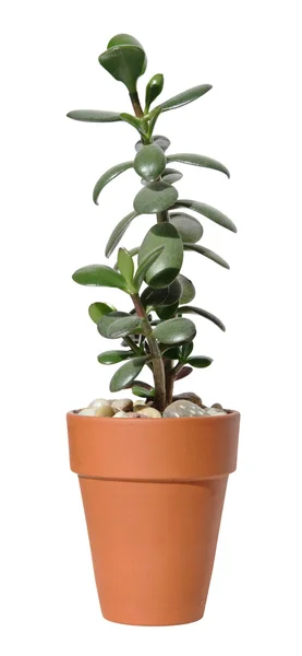 Jade plant (Crassula ovata) in a terracota pot, isolated on whi — Stock Photo, Image