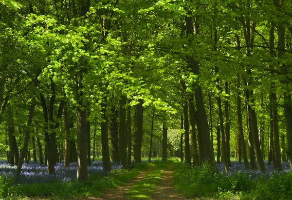 Ścieżka w lesie bluebell — Zdjęcie stockowe