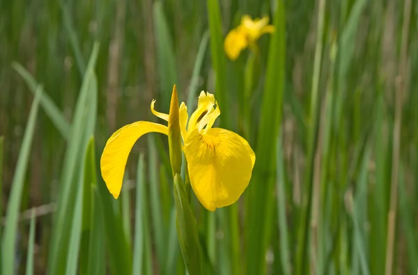 Iris Pseudacorus Sarı Bayrak Iris — Stok fotoğraf