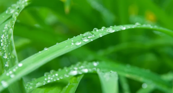 Gouttes de pluie sur l'herbe — Photo