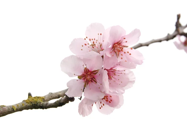 Apple Tree Květy Bílém Pozadí — Stock fotografie