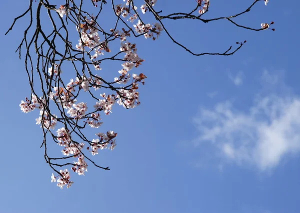 Весняне цвітіння, блакитне небо — стокове фото