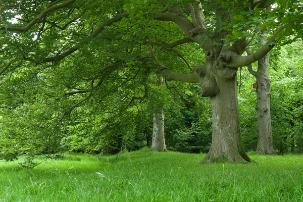 Yaşlı Kayın Ağaçları — Stok fotoğraf