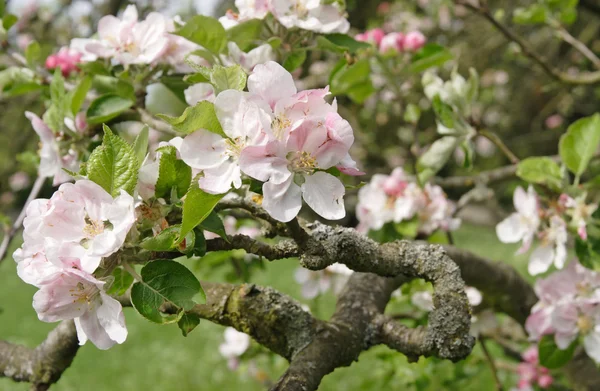 Gamla äppelträd blommande — Stockfoto