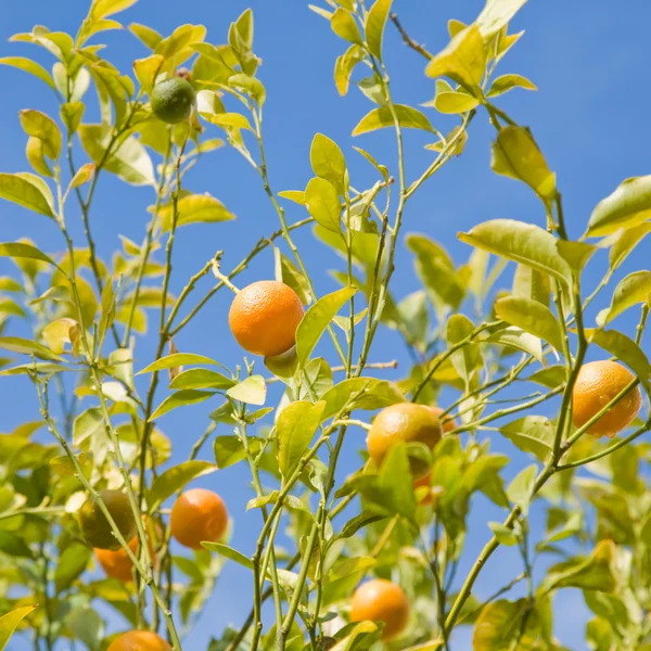 Växande apelsiner — Stockfoto