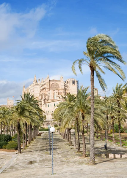 Palma Mallorca Por Sendero Bordeado Palmeras Hacia Catedral Seu — Foto de Stock