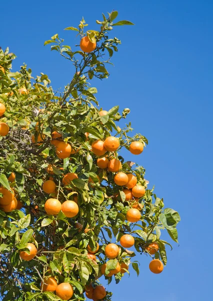 Растущие апельсины — стоковое фото